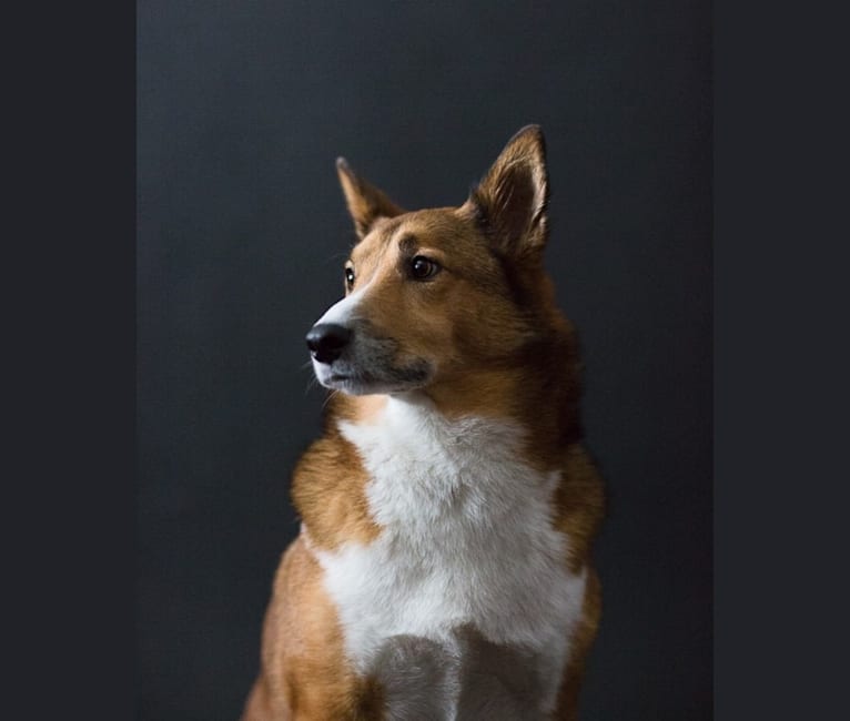 Rex, a Shetland Sheepdog and Shiba Inu mix tested with EmbarkVet.com