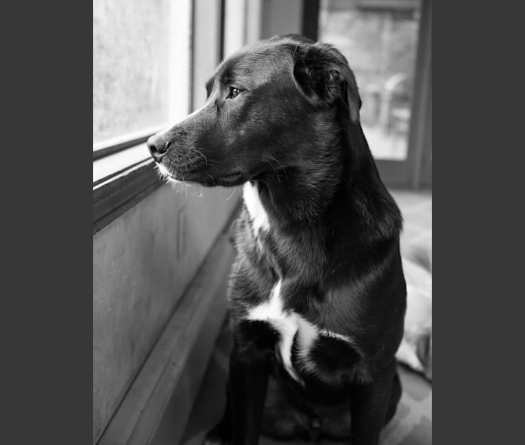 Bob, a Labrador Retriever and American Pit Bull Terrier mix tested with EmbarkVet.com
