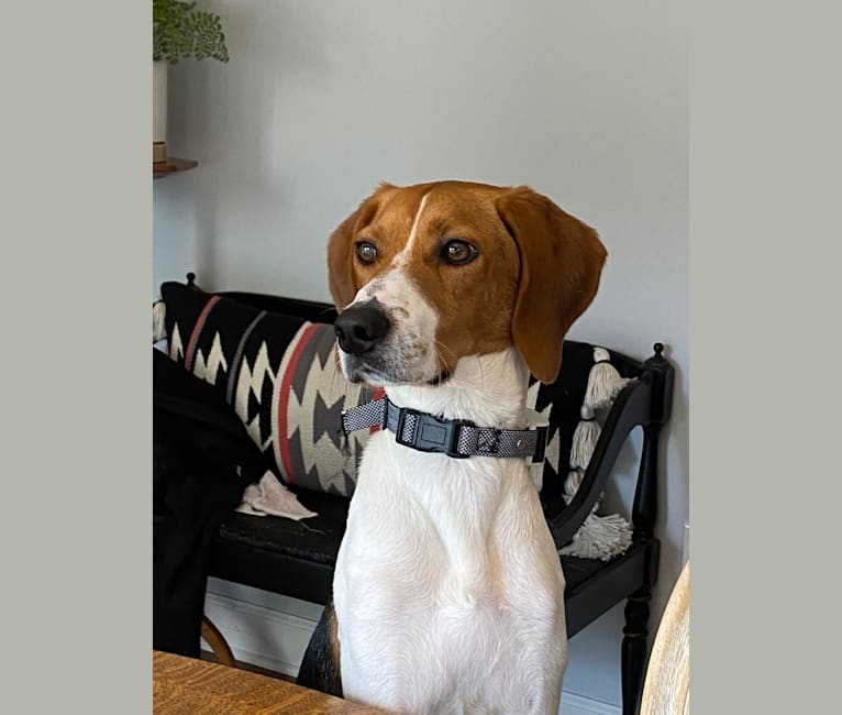 Photo of Chessy, a Beagle and American Foxhound mix in Suffolk, Virginia, USA