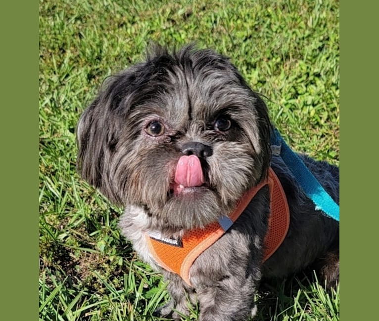 Morpheus, a Shih Tzu tested with EmbarkVet.com