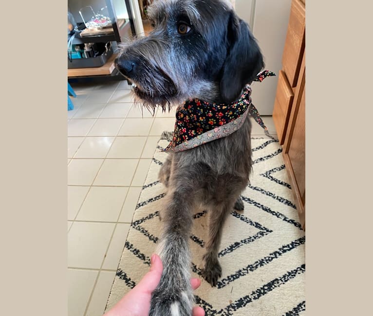 Embark Dog DNA Test Breed