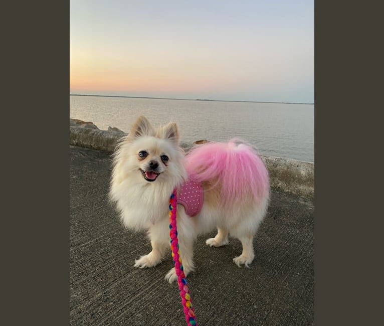 Sofia, a Pomeranian tested with EmbarkVet.com