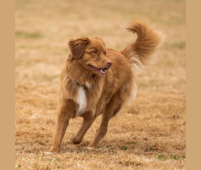 Embark Dog DNA Test Breed