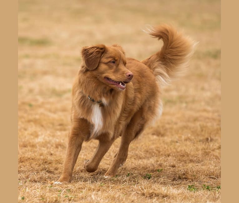 Gregory, a Nova Scotia Duck Tolling Retriever tested with EmbarkVet.com