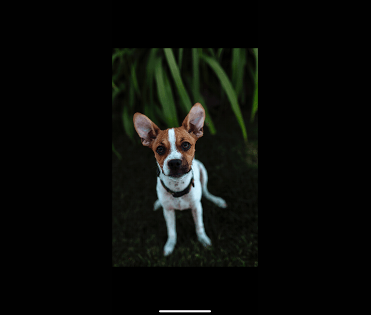 Riggs, a Chihuahua and Pomeranian mix tested with EmbarkVet.com