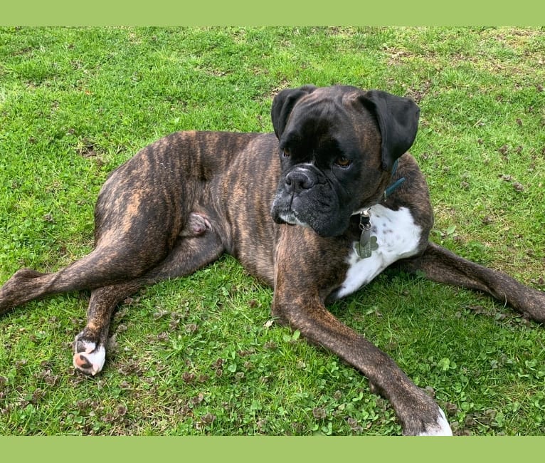 Murray, a Boxer tested with EmbarkVet.com