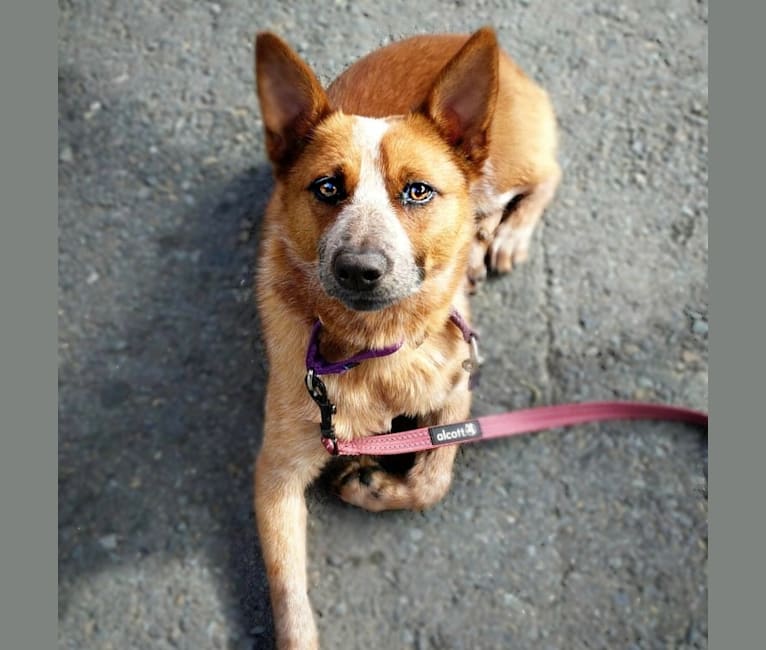 Ruby, an Australian Cattle Dog and Border Collie mix tested with EmbarkVet.com