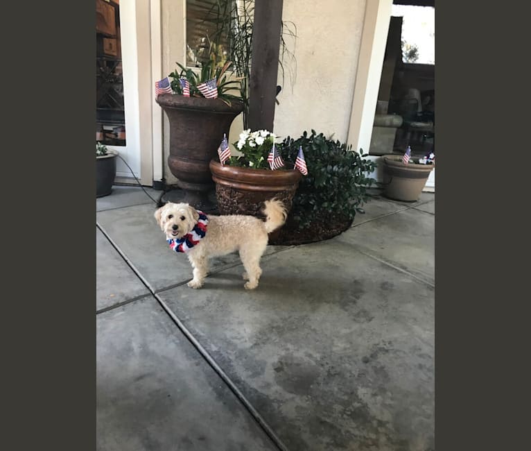 Photo of Jackie Onassis, a Poodle (Small), Yorkshire Terrier, Silky Terrier, and Mixed mix in Santa Ana, California, USA