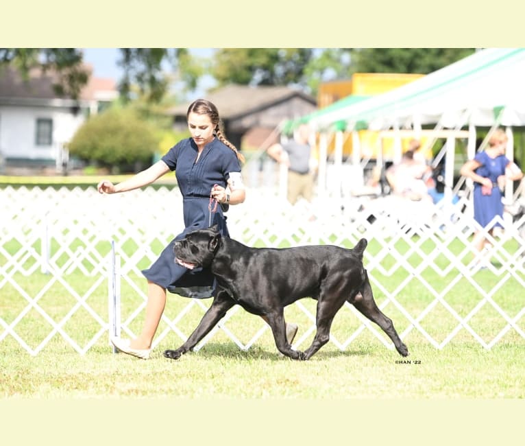 Diesel, a Cane Corso tested with EmbarkVet.com