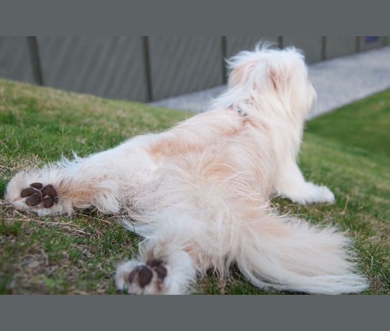 Scratchi, an East Asian Village Dog tested with EmbarkVet.com
