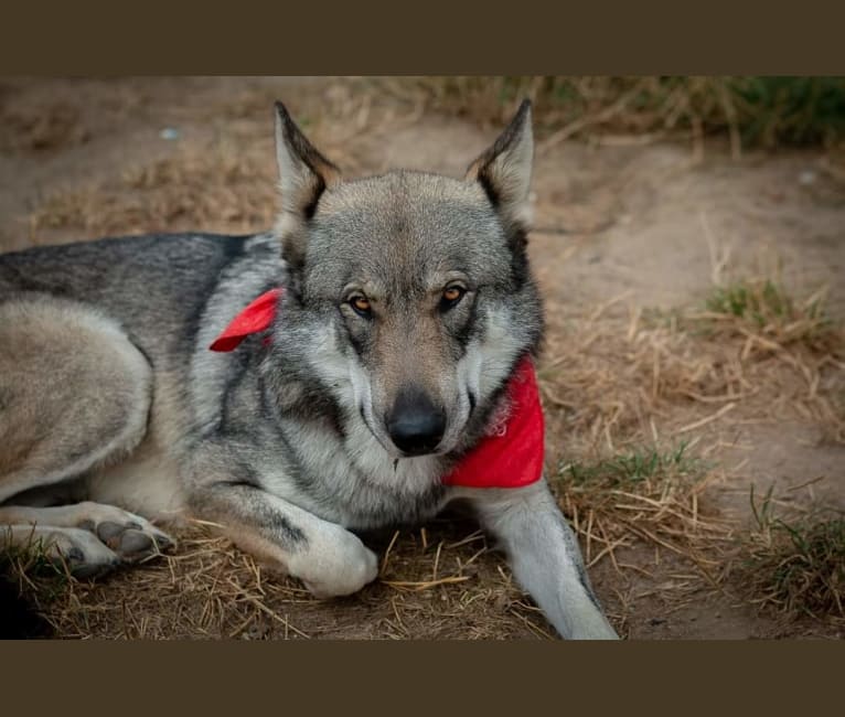 Surprise Wolfdog “Guess the Content” Embark Results! : r/Wolfdogs