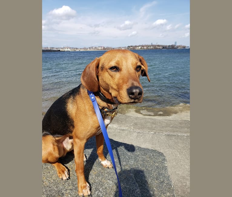 Photo of Rocky, an American English Coonhound, Beagle, Norwegian Elkhound, and Mixed mix in Boston, Massachusetts, USA