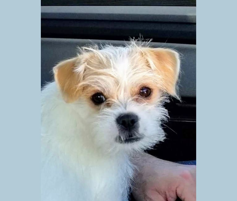 Embark Dog DNA Test Breed