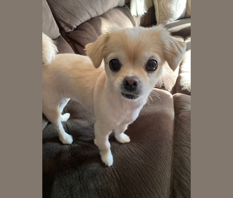 Embark Dog DNA Test Breed