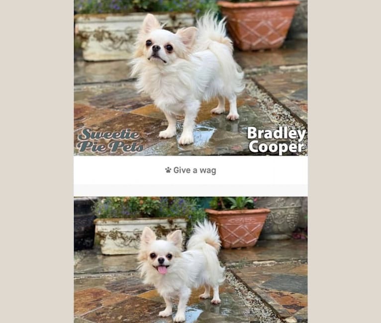 Bradley Cooper a dog tested with EmbarkVet.com