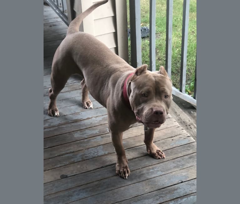 Teally, an American Bully tested with EmbarkVet.com