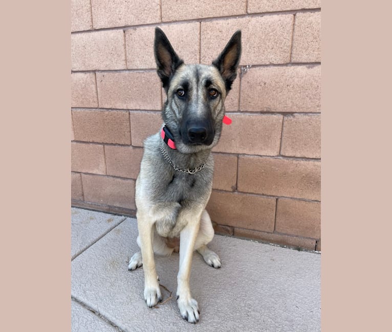 Belgian malinois mixed with husky cheap
