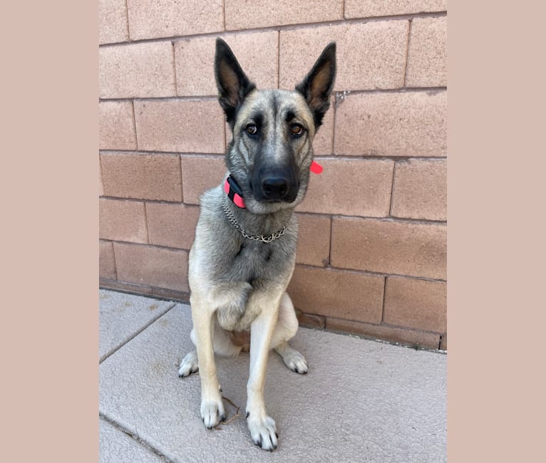 Ripley, a Belgian Malinois and Siberian Husky mix tested with EmbarkVet.com