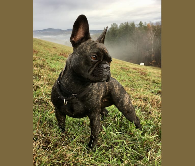 Photo of Lilly, a French Bulldog 