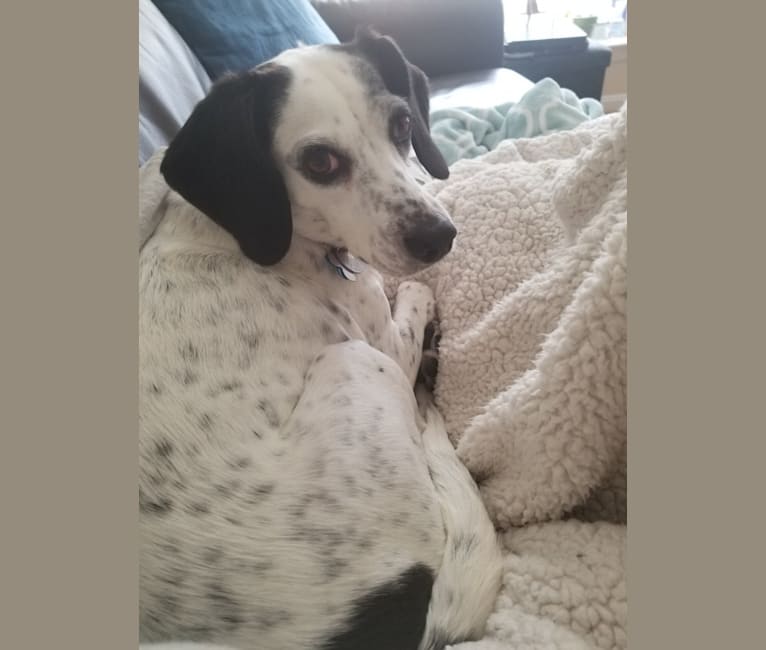 Loretta, a Pointer and Beagle mix tested with EmbarkVet.com