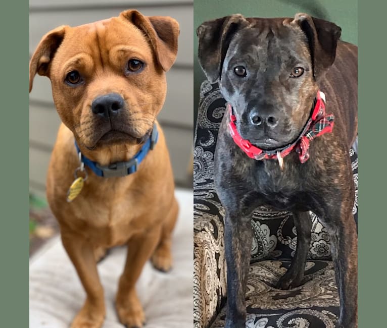 Embark Dog DNA Test Breed