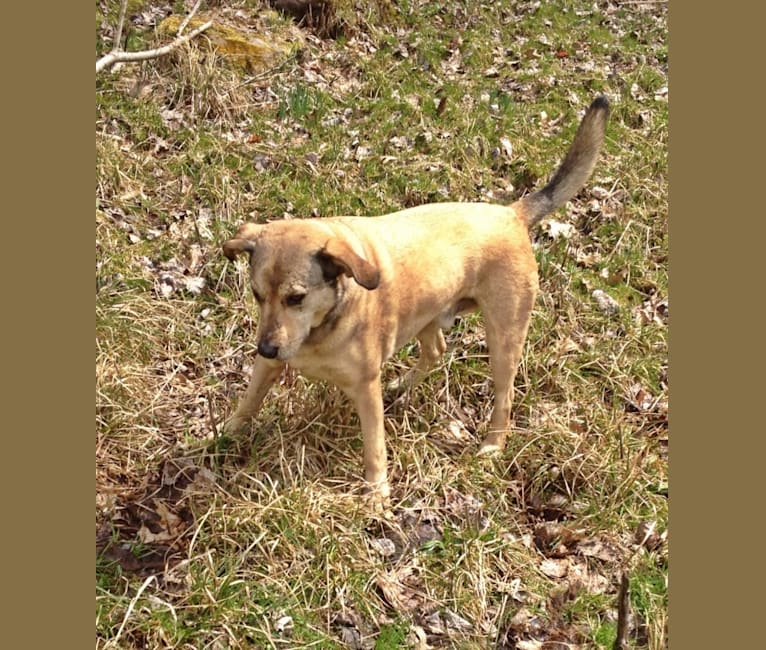 Chase, an American Pit Bull Terrier and Great Pyrenees mix tested with EmbarkVet.com