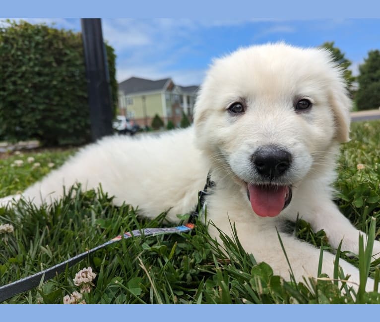 Valiant, a Great Pyrenees tested with EmbarkVet.com