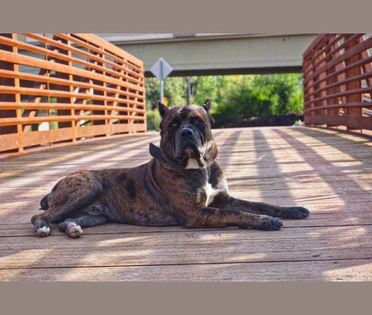 Thoryn, an American Bulldog and Cane Corso mix tested with EmbarkVet.com