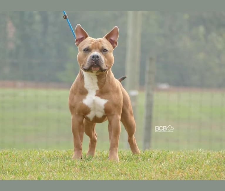 Tito, an American Bully tested with EmbarkVet.com