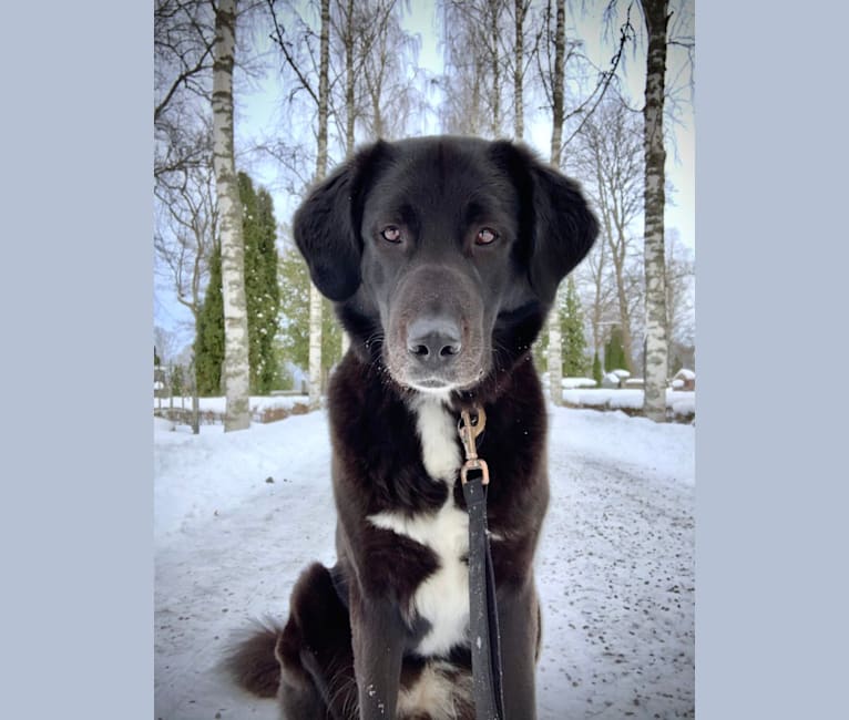 Photo of Sofia, a West Asian Village Dog  in Sweden