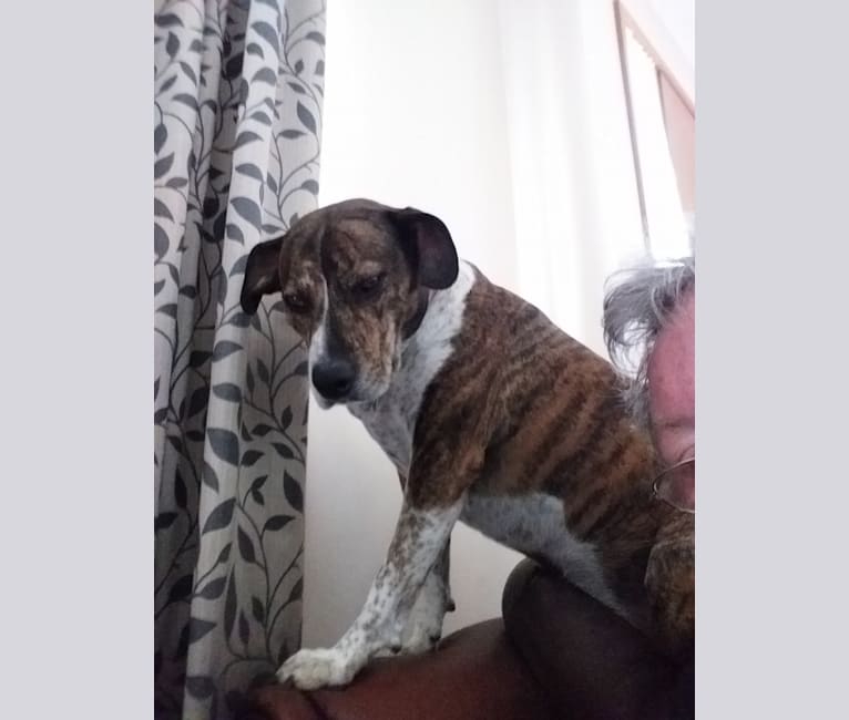 embark dog dna test breed