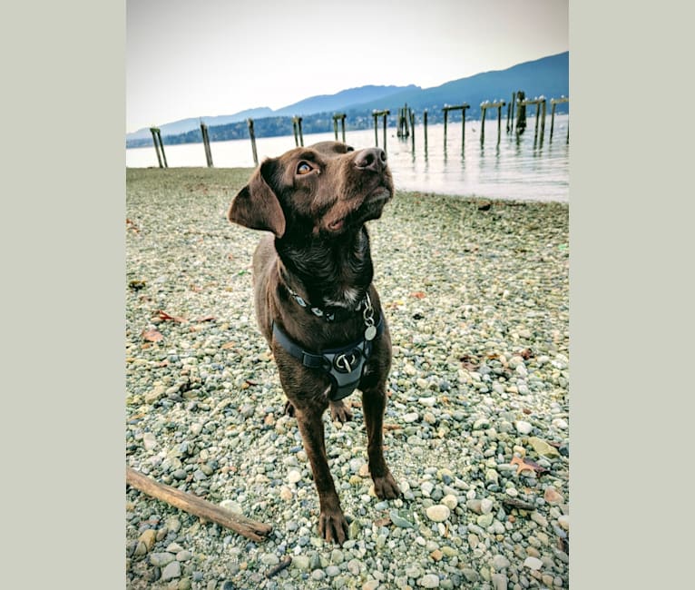 Photo of Coco, a Labrador Retriever, English Springer Spaniel, Chow Chow, and Pointer mix in Vancouver, British Columbia, Canada