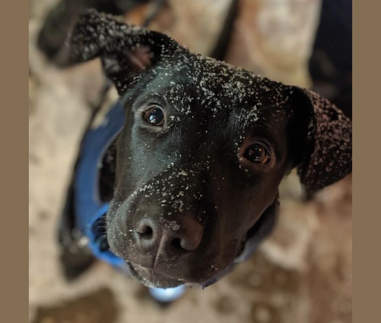 Photo of Marvin, an American Pit Bull Terrier, Siberian Husky, German Shepherd Dog, and Golden Retriever mix in Toronto, Ontario, Canada