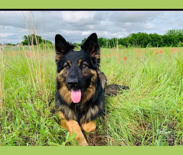 Scout, a German Shepherd Dog tested with EmbarkVet.com