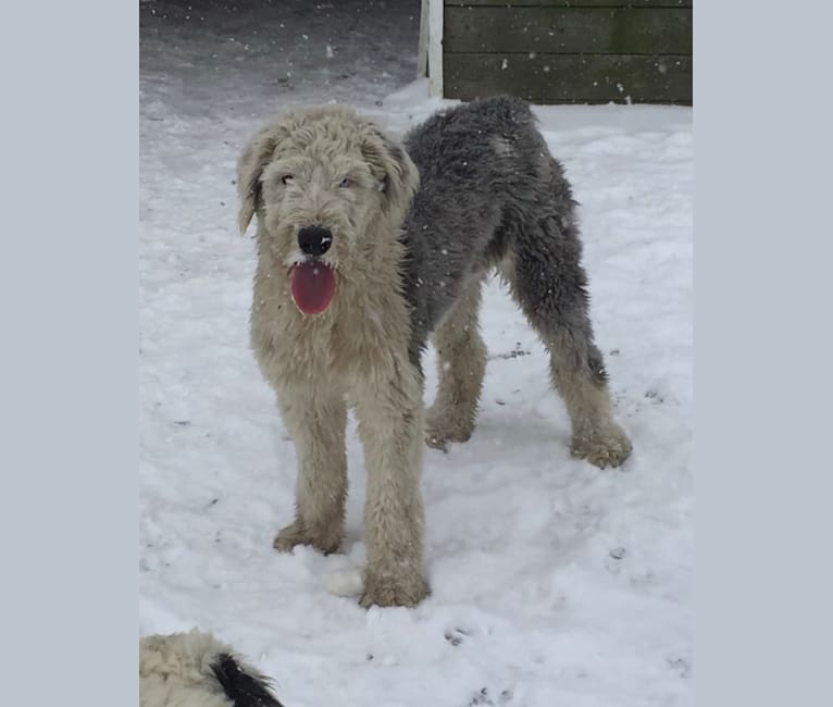 Photo of Clyde, an Old English Sheepdog  in Wauseon, Ohio, USA