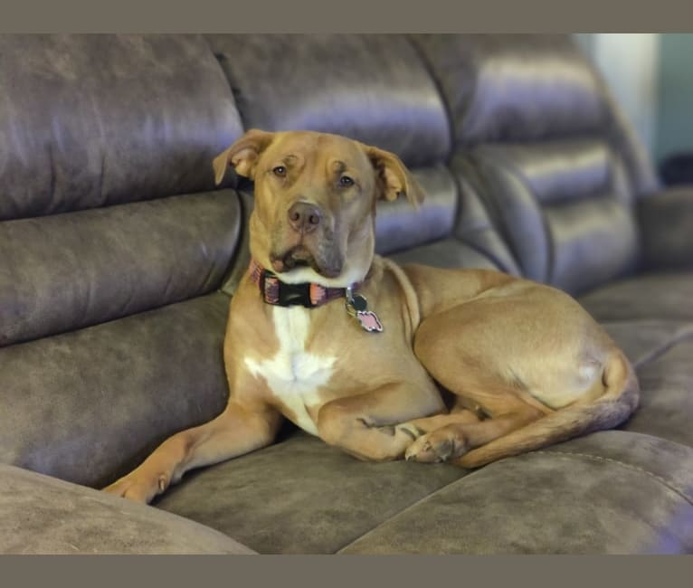 Lucky, an American Pit Bull Terrier and Labrador Retriever mix tested with EmbarkVet.com