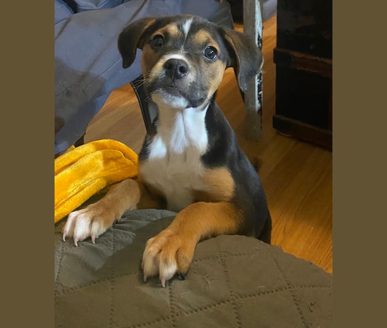 Duke, an American Pit Bull Terrier and Australian Cattle Dog mix tested with EmbarkVet.com