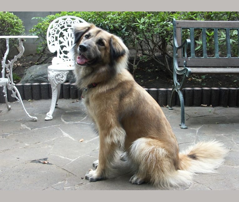 Embark Dog Dna Test Breed