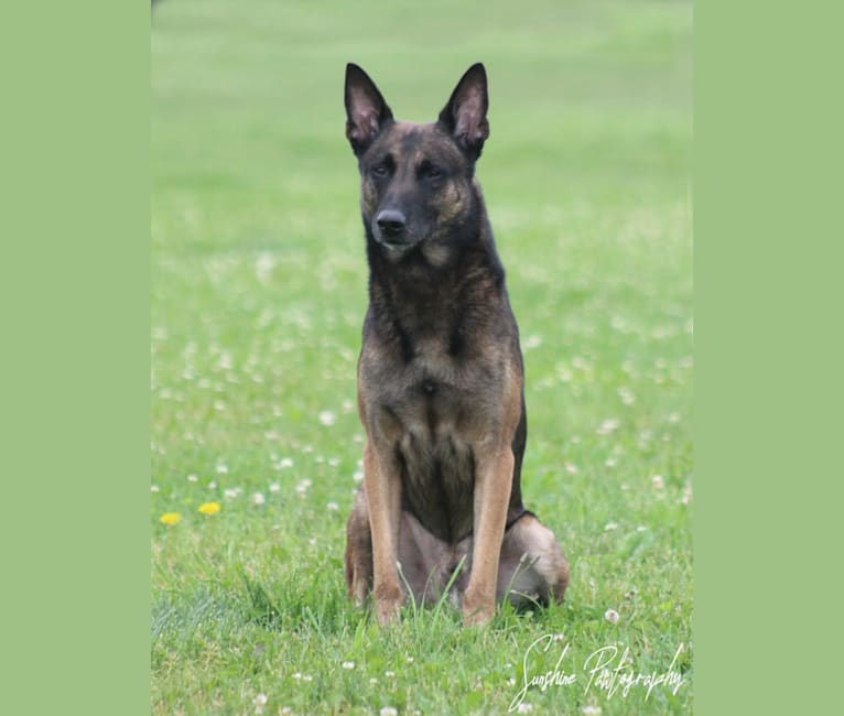 Photo of Magnum, a Belgian Shepherd  in Blossom, Texas, USA
