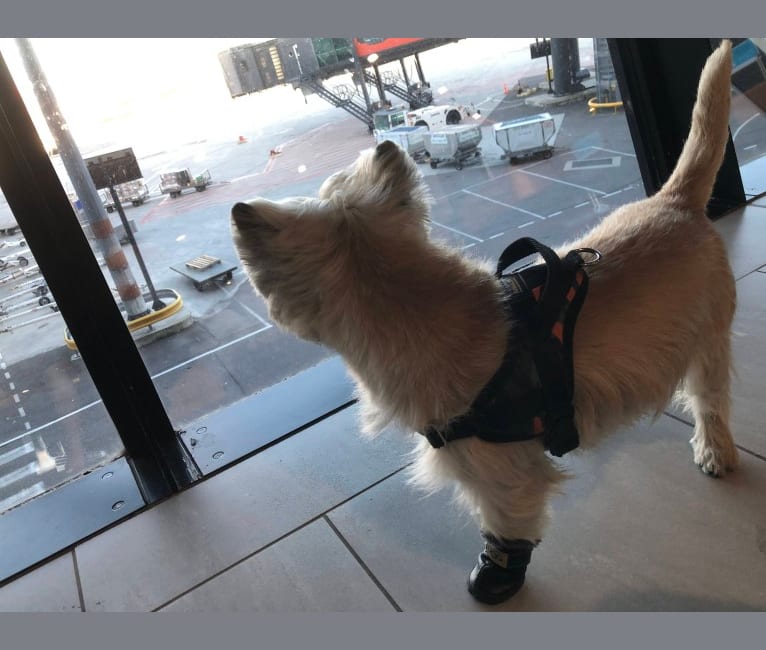 Nino, a Cairn Terrier tested with EmbarkVet.com