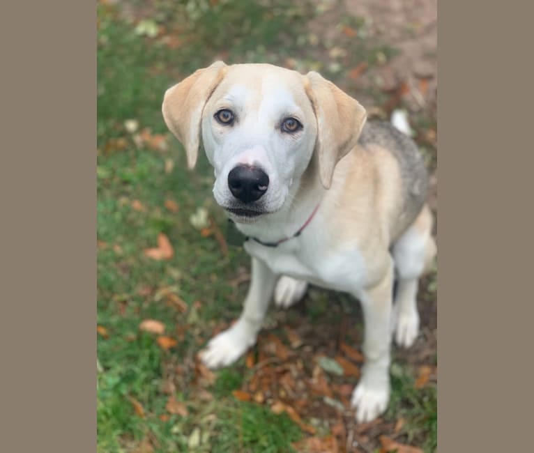 Lacie, a Basset Hound and Siberian Husky mix tested with EmbarkVet.com