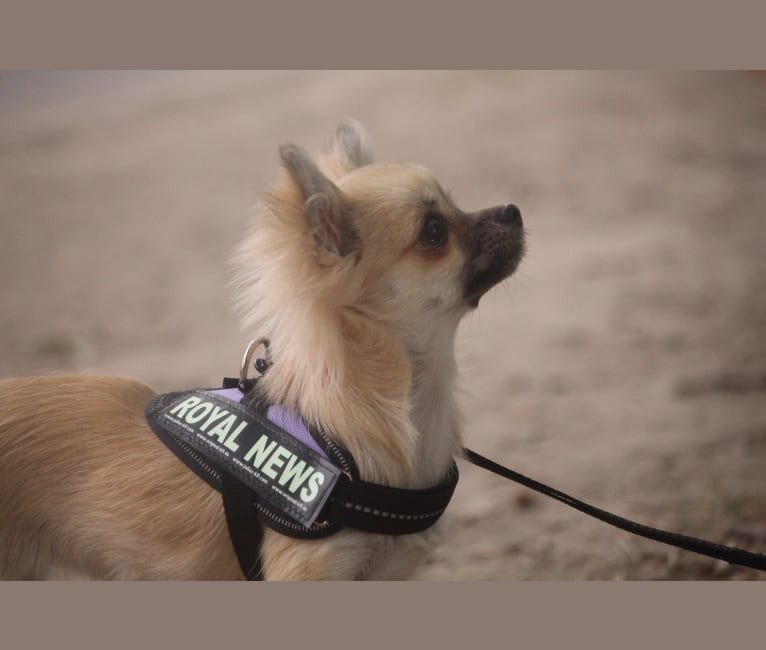 Violet, a Chihuahua tested with EmbarkVet.com