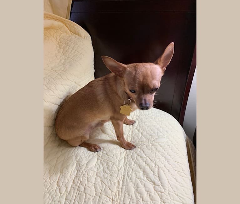 Mitch, a Chihuahua and Miniature Pinscher mix tested with EmbarkVet.com