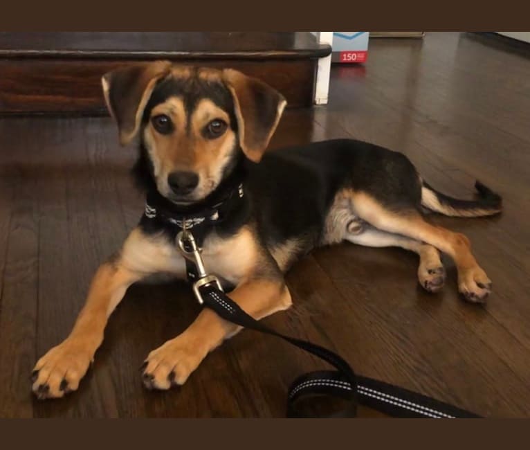 Jackson, a Basset Hound and German Shepherd Dog mix tested with EmbarkVet.com