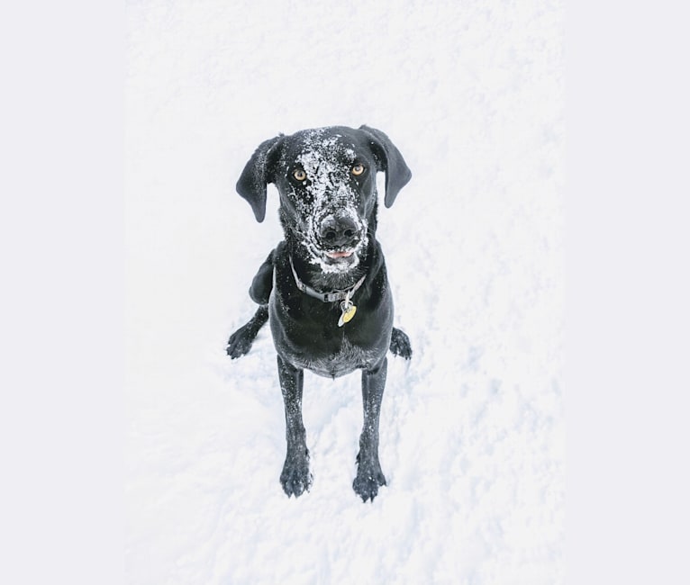 Gus, a German Shorthaired Pointer and Australian Cattle Dog mix tested with EmbarkVet.com