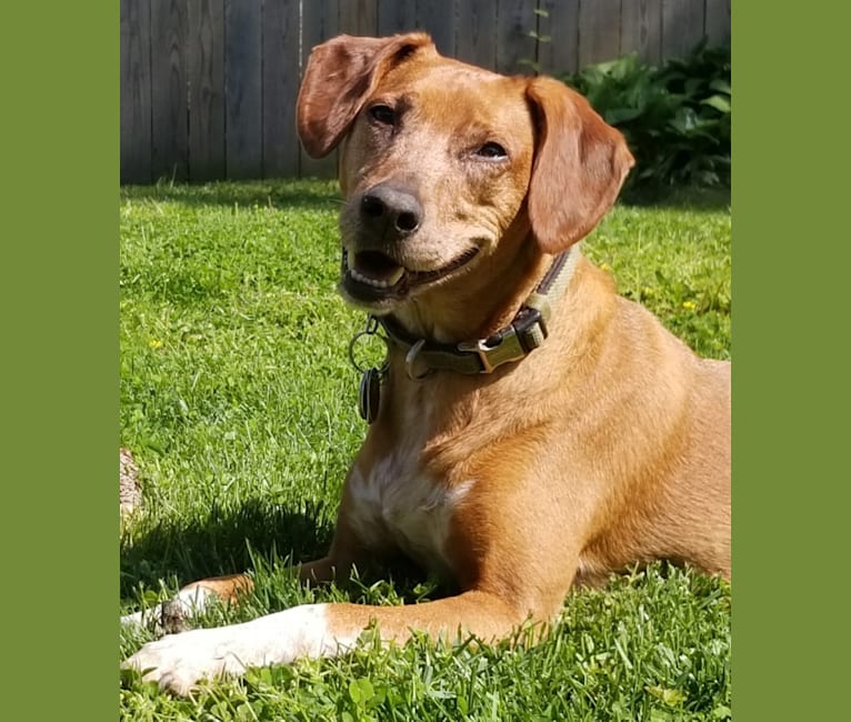 Milo, a Russell-type Terrier and Beagle mix tested with EmbarkVet.com
