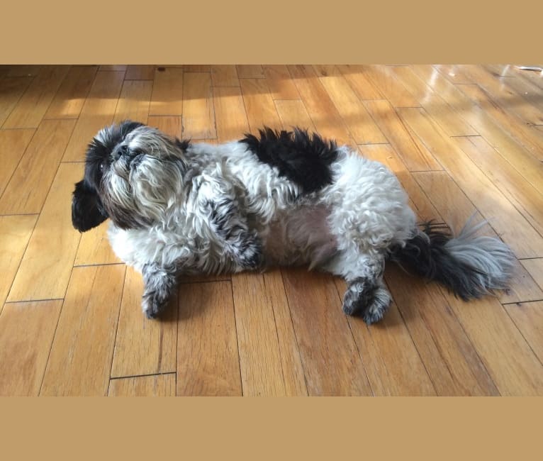Merf Dinosaurpizza, a Shih Tzu tested with EmbarkVet.com