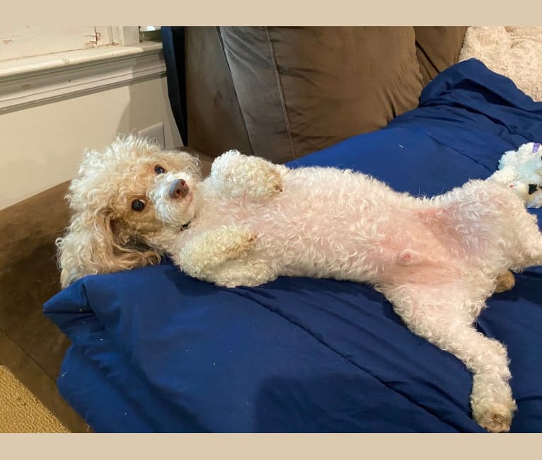 Reeves The Majestic, a Poodle (Small) tested with EmbarkVet.com