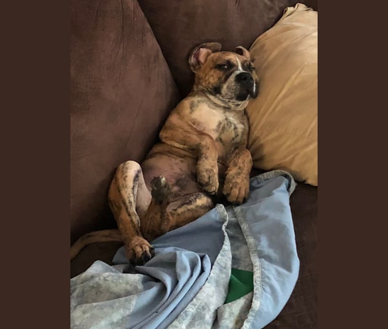 Mikey, an American Bulldog tested with EmbarkVet.com