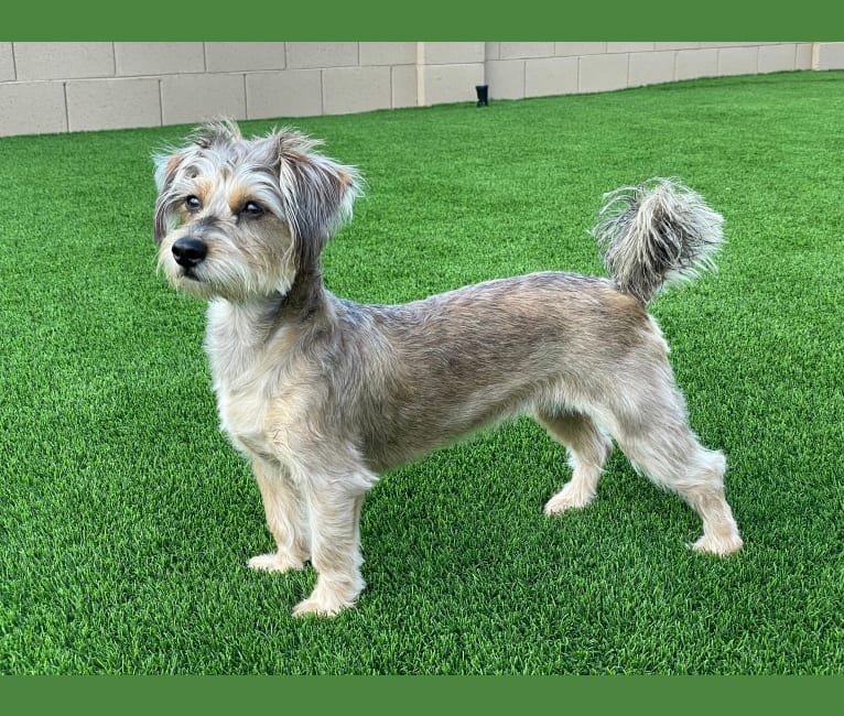 Embark Dog DNA Test Breed